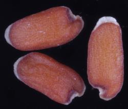 Cardamine unguiculus. Seeds with prominent apical wing.
 Image: P.B. Heenan © Landcare Research 2019 CC BY 3.0 NZ